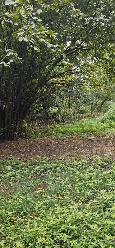 qebelede heyet evleri satilir: 85 sot, Kənd təsərrüfatı, Mülkiyyətçi, Kupça (Çıxarış) — 9