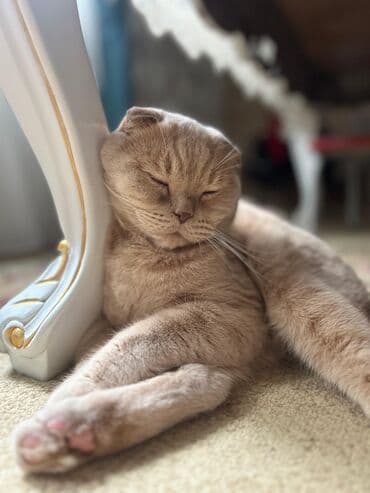 şinşila pişik: Britan, Erkək, Yaxşı əllərə, Ödənişli çatdırılma — 4