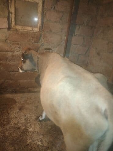 Ətliy inəydi kəsgi üçün yararlıdı razılaşmağ olar gəncədədi