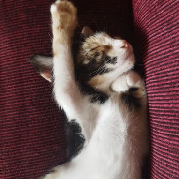 pişik həkimi: Yaxşı əllərə, Ödənişli çatdırılma — 2