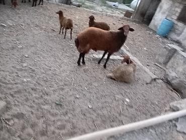 mal bazari: Erkək, il: 1, Ətlik, Ünvandan götürmə — 6