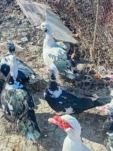 Musk ördəkləri (indo) – müxtəlif rənglərdə sürü. - Qara-ağ, ağ lalafo.az -da Musk ördəkləri (indo) – müxtəlif rənglərdə sürü. - Qara-ağ, ağ