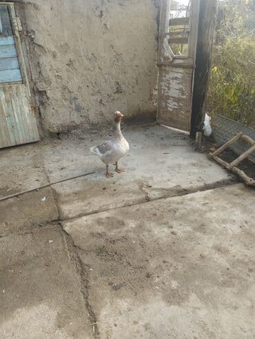 pekines itlerin satisi: Qazlar – cütlük - Növ: ev qazı - Rəng: biri tam ağ, biri boz-ağ — 4