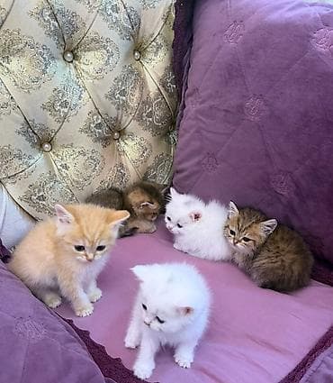 qızılı sinsilla: Şinşilla — 4