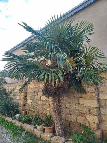 banan agaci: Trahikarpa (Trachycarpus fortunei) xurma palmı – həyət və bağ üçün — 2