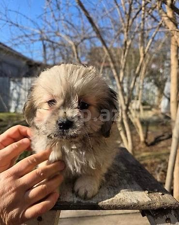 Pudel, 2 ay, Erkek, Peyvəndli, Ödənişli çatdırılma