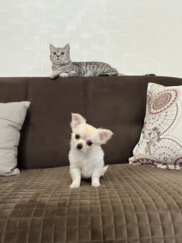 argentin dogu: Çixuahua, 2 ay, Erkek, Peyvəndli — 1