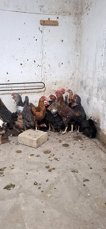 Toyuq, Yumurtalıq