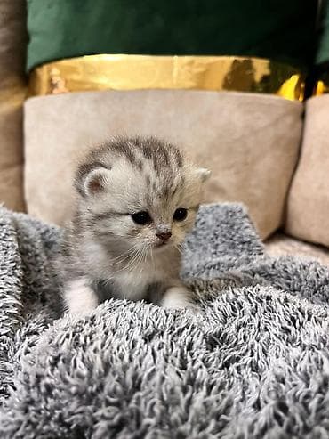 pişiy evi: 100 ile 500 arasi cins saf qan saqlam pisiklerimiz var sekilde olmayan — 2