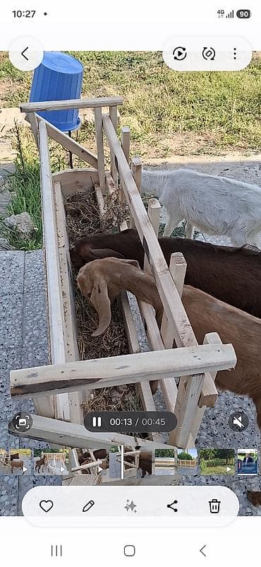 mal inək: 4 ədəd mələz çəpiş satılır. Qiyməti razılaşma yolu ilə — 2