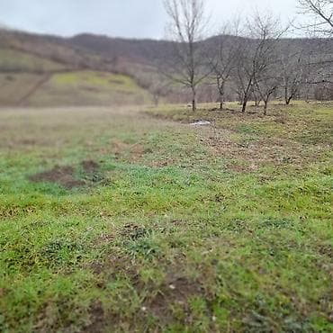 ucuz torpaqlarin satisi: Kənd təsərrüfatı — 8