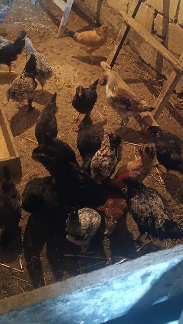 qus sekli cekmek: Toyuq, Ətlik — 1