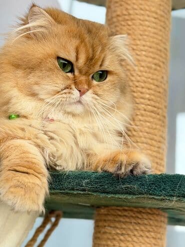 Britan, Erkək, Cütləşmə üçün