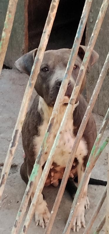 i̇t kanqal: Pitbul, 2 il, Dişi, Ünvandan götürmə — 6