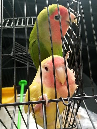 akvarium altligi: Sevgi quşlari Sevda papağanı (Lovebird) cütü və qəfəs Təsvir: - — 4