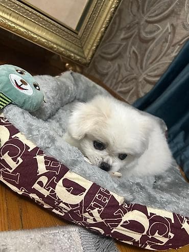 Özünə təmiz pekines axtaran əlaqə saxlasın 3aylıq pekinesdir cinsi