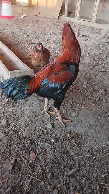 xoruz: 1 yasi var, qizgin xoruzdu, heyetde saxlamaqcundu, doyusdurulmuyub — 7