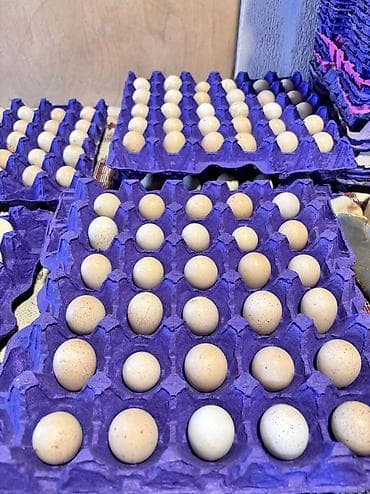 Kəklik yumurtaları mayalı yumurtalardı 1.50 azn