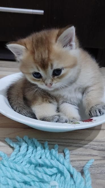 keci seki: Qızıl şinşilla, Erkək, Yaxşı əllərə, Ünvandan götürmə — 3