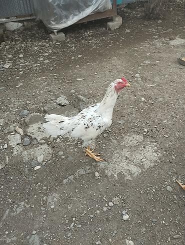 toyuq cüce: Ağ rəngdə, səpəli naxışlarla erkək toyuq. Uzun boyunlu, geniş döşlü — 7