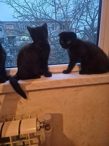 Şotland yastı qulaq, Erkək, Dişi, Yaxşı əllərə, Ünvandan götürmə, Pulsuz çatdırılma, Ödənişli çatdırılma — 8