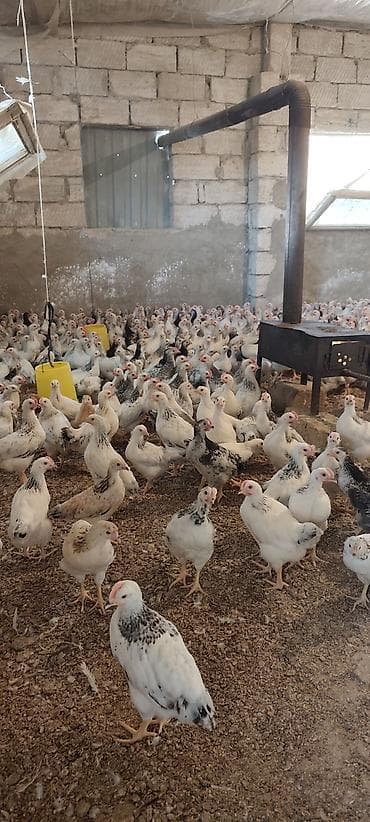 ataks cücələri: Toyuq cücələri, Ətlik, Ünvandan götürmə — 5