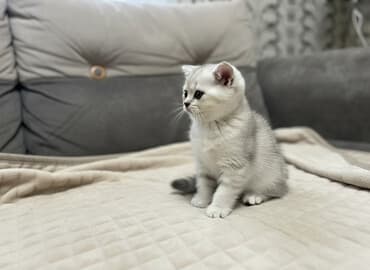 Şinşilla, Dişi, Ünvandan götürmə