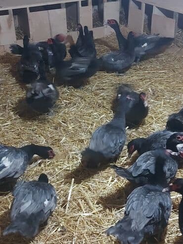 ördekler: Muscovy ördəkləri (ində balası) – müxtəlif rənglərdə sürü - Rənglər — 6