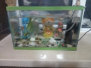 Akvarium və balıqlar 20 ədəd balıq hava vuran və akvarium ölçüsü lalafo.az -da Akvarium və balıqlar 20 ədəd balıq hava vuran və akvarium ölçüsü