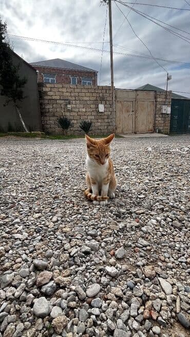 pişiyə verilən adlar: Şinşilla, Erkək — 4