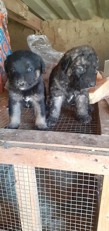 afçarka: Peyvəndli — 10