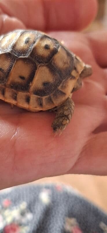 tap.az heyvanlar xacmaz: MiniatMəura quru tısbağa - Kiçik ölçülü, əl üstündə rahatlıqla — 3