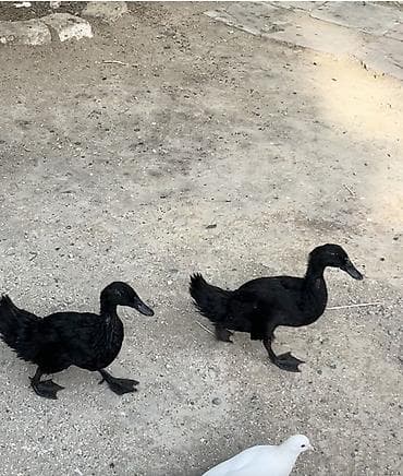 pekin ördeyi: Qara ördək cütü - Növ: Həyət/ferma üçün dekorativ və ət–yumurta — 1