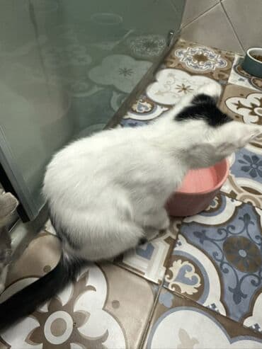 pekines it satisi: Yaxşı əllərə — 6