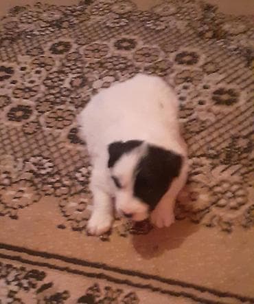 qafqaz coban iti satiram 2018: Qafqaz çoban iti, 1 ay, Dişi, Peyvəndli — 8