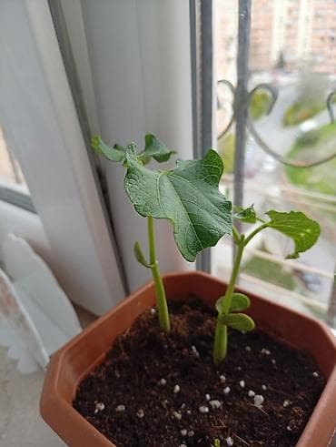 sitili: Fasulye (lobya) fidanı – saksıda əkilmiş gənc bitkilər - Növ: yaşıl — 1