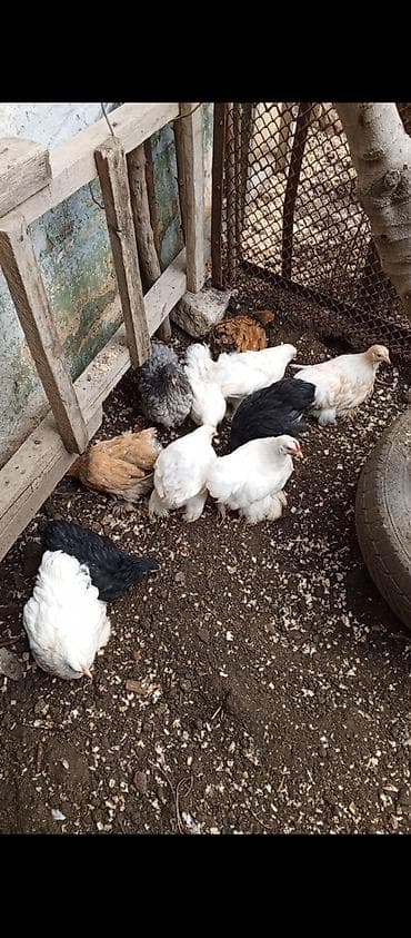 golden retriver it: Toyuq cücələri, Damazlıq — 1