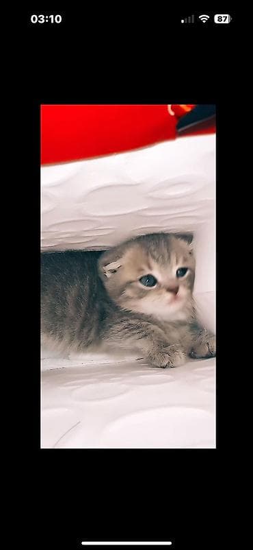 anqor pişik: Britan — 5