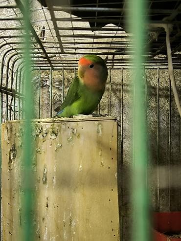 Şəkildə gördüyünüz sevda Papuqayı satılır. Dişi olmalıdır, Təkdi deyə