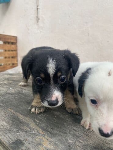 it satisi 2020: 2 ay, Erkek — 2