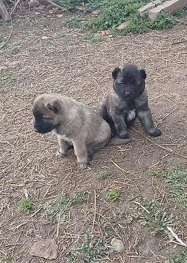 Balaca it balaları – iri cins tipli, güclü quruluşlu, sıx və qalın lalafo.az -da Balaca it balaları – iri cins tipli, güclü quruluşlu, sıx və qalın