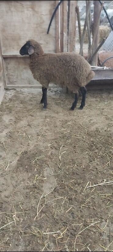 электрическая машинка для стрижки овец: Qurbanlig erkey quzudu diri çəksi 26 kilo — 2