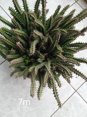 Buket güllər: Sukulənlər – müxtəlif növlər birbaşa qabda - Qab 1: Eyni qabda iki — 8