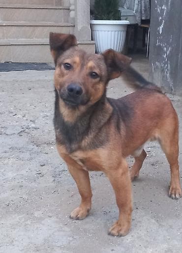 собака в хорошие руки: 1 год, Самец — 2