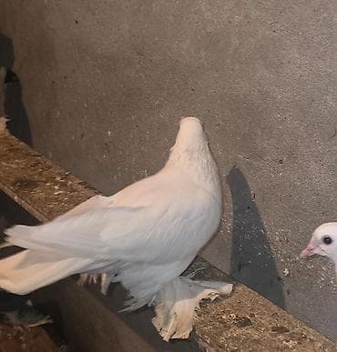 goyərcinler: Qiymet 3 quşa goredi cut ve tek satilir — 3