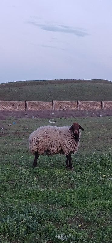 cins qoyunlar: Erkək, il: 3, Damazlıq — 4