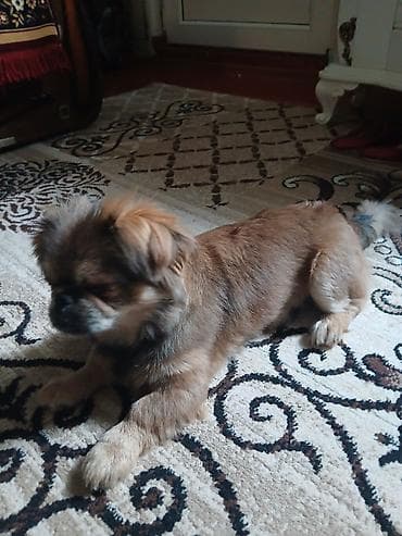 Pekines, 4 ay, Erkek, Peyvəndli, Ünvandan götürmə lalafo.az -da Pekines, 4 ay, Erkek, Peyvəndli, Ünvandan götürmə