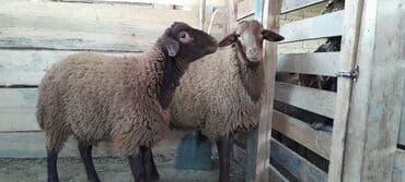 saanen keçi̇ satisi azerbaycanda: Togluların biri 8aylıq biri 6 aylıqdı damazlıga yararlıdır qiymetleri — 9