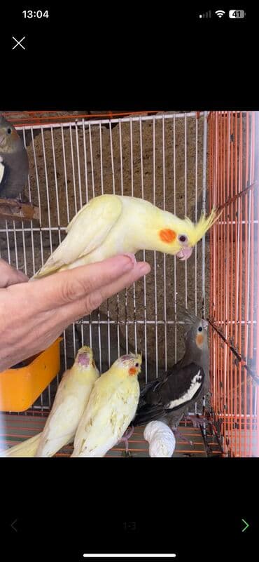 pişik satışı bakı: Digər quşlar — 4