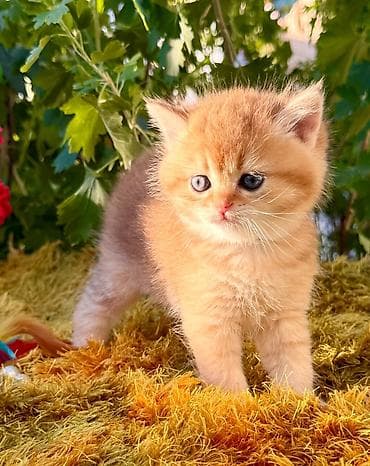 heyvan: Şinşilla, Dişi, Ödənişli çatdırılma, Ünvandan götürmə — 3